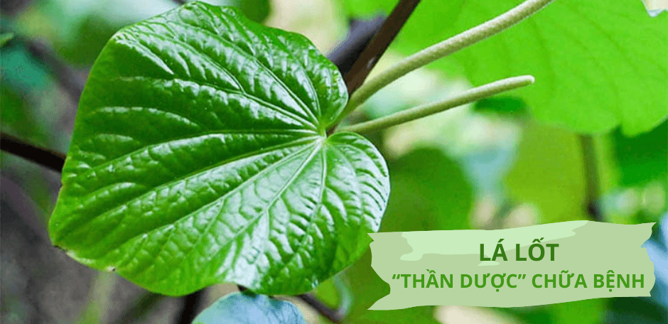 Lá lốt - "Thần dược" dân gian qua góc nhìn y học