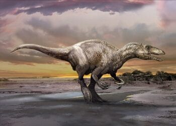 Phát hiện hóa thạch khủng long mới ở Argentina: Joaquinraptor casali