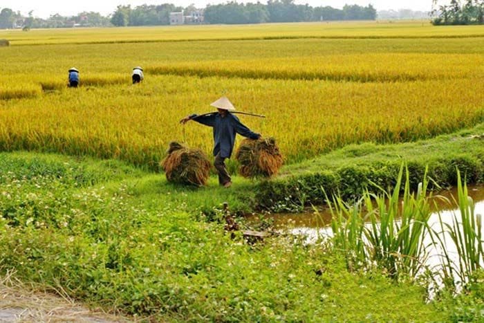 Phân tích chuyên sâu: Việt Nam ứng phó với việc Philippines tạm ngừng nhập khẩu gạo