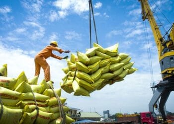 Phân tích chuyên sâu: Việt Nam ứng phó với việc Philippines tạm ngừng nhập khẩu gạo