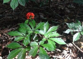 Sâm Ngọc Linh – “Quốc bảo Việt Nam” và những công dụng tuyệt vời