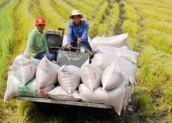 Giá lúa gạo 29/9/2025 ổn định trong nước, xuất khẩu gạo thơm giữ giá tốt