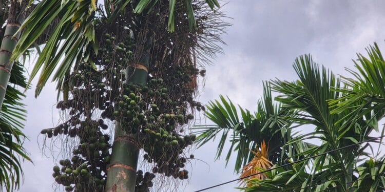 Lại là thương lái Trung Quốc “quay xe”: Chỉ mua cau dài, bỏ cau tròn khiến giá cau Quảng Ngãi rớt hơn 6 lần