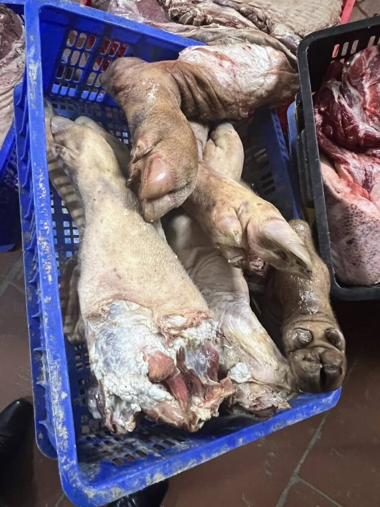 lợn chết, lợn bệnh