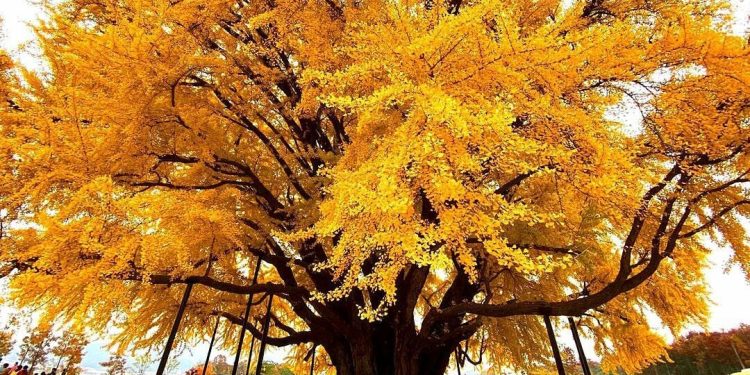 🌟 Cây ngân hạnh vàng rực “ngỡ như Hàn Quốc” ở Sa Pa gây sốt cuối tháng 11