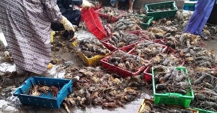 20 triệu con tôm hùm chết, nghề nuôi tôm hùm Đắk Lắk “gần như xoá sổ”
