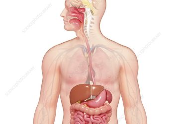 10 thói quen tốt cho hệ tiêu hóa, phòng tránh ung thư nguy hiểm