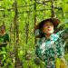 Lá trầu không: Từ nét văn hóa truyền thống đến những lợi ích sức khỏe ít người biết