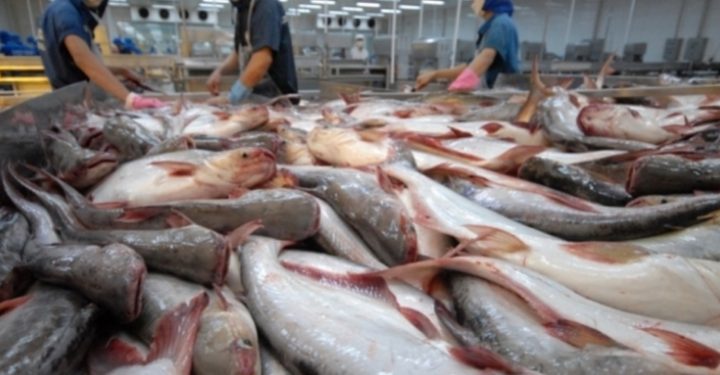 Xuất khẩu thủy sản Việt Nam dự kiến lập kỷ lục mới năm 2025, vượt mốc 11 tỷ USD
