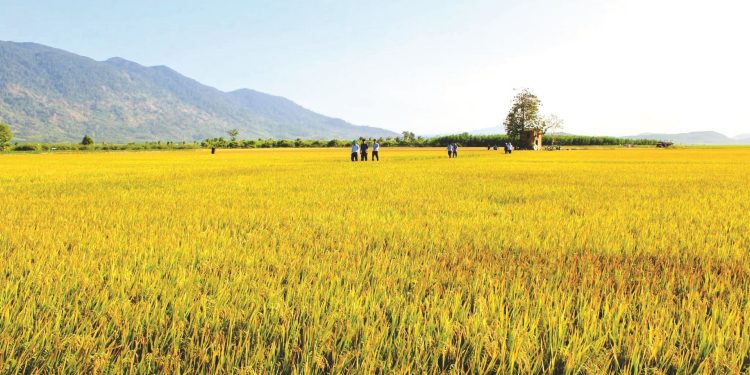 Lí do ST25 lần thứ 3 thắng giải “Gạo ngon nhất thế giới”