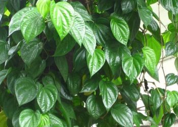 Lá trầu không – Từ biểu tượng văn hóa đến “thần dược” dân gian