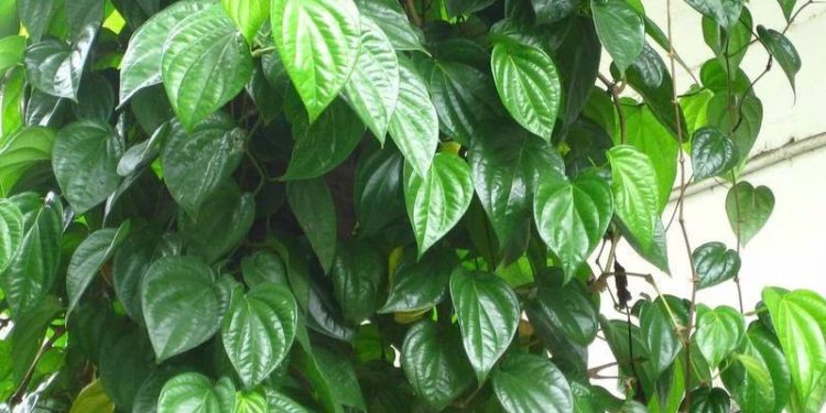 Lá trầu không – Từ biểu tượng văn hóa đến “thần dược” dân gian