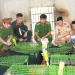 Triệt phá đường dây buôn bán động vật nguy cấp, quý hiếm liên tỉnh qua mạng xã hội