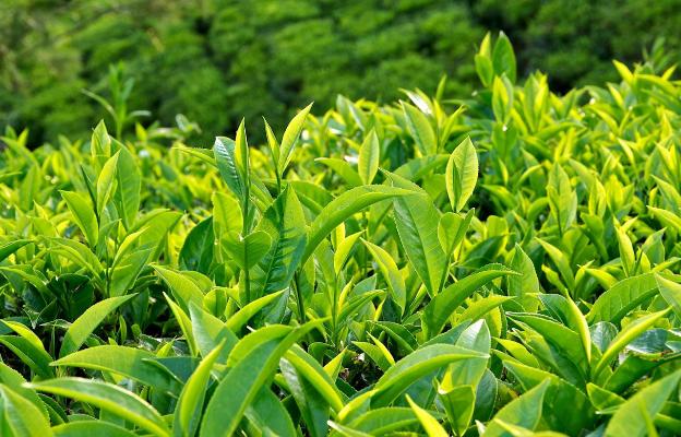 Trà Xanh: Tinh Hoa Văn Hóa Và "Siêu Thực Phẩm" Cho Sức Khỏe Toàn Diện