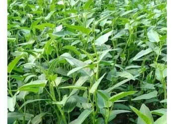 Rau muống: Từ “món ăn quốc hồn quốc túy” đến “kẻ thù bị truy quét” tại Mỹ