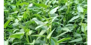 Rau muống: Từ “món ăn quốc hồn quốc túy” đến “kẻ thù bị truy quét” tại Mỹ