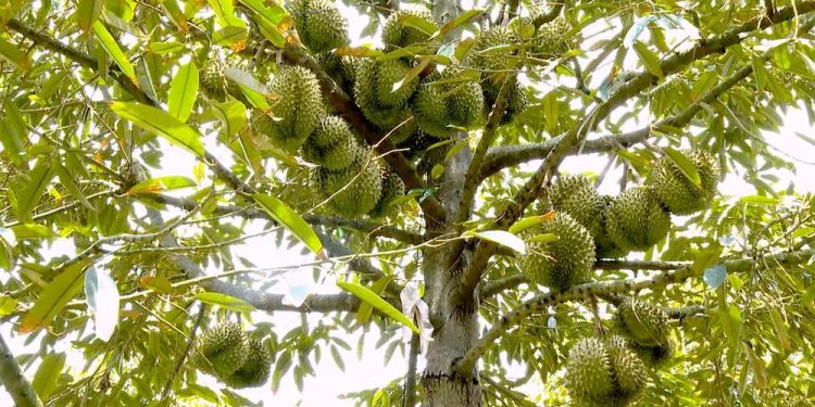 Giá sầu riêng Đồng Tháp lao dốc: Xuất khẩu gặp “nút thắt” kiểm nghiệm