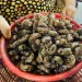 Xác ve sầu ở Gia Lai tăng giá gần 2 triệu đồng/kg, người dân đổ xô vào rừng săn “lộc trời”